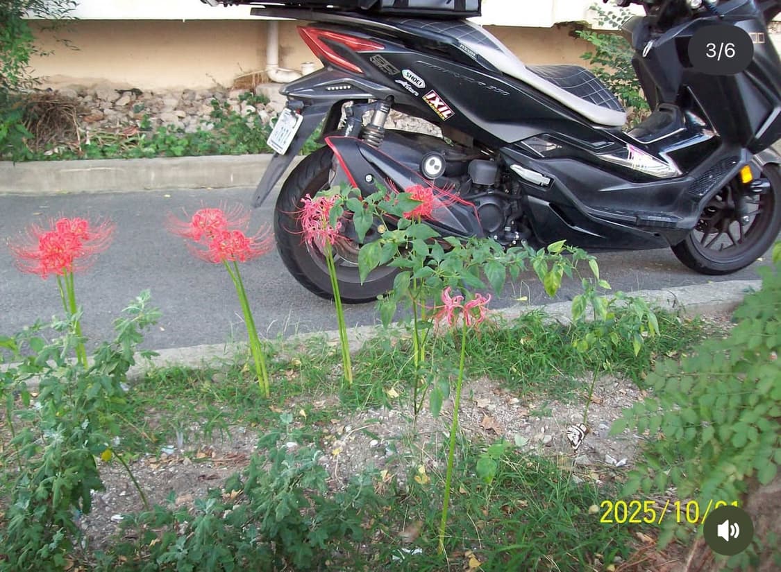 코닥 이지쉐어 C713 , 카리나 디카 직접 찍은 사진 첨부 상품이미지2