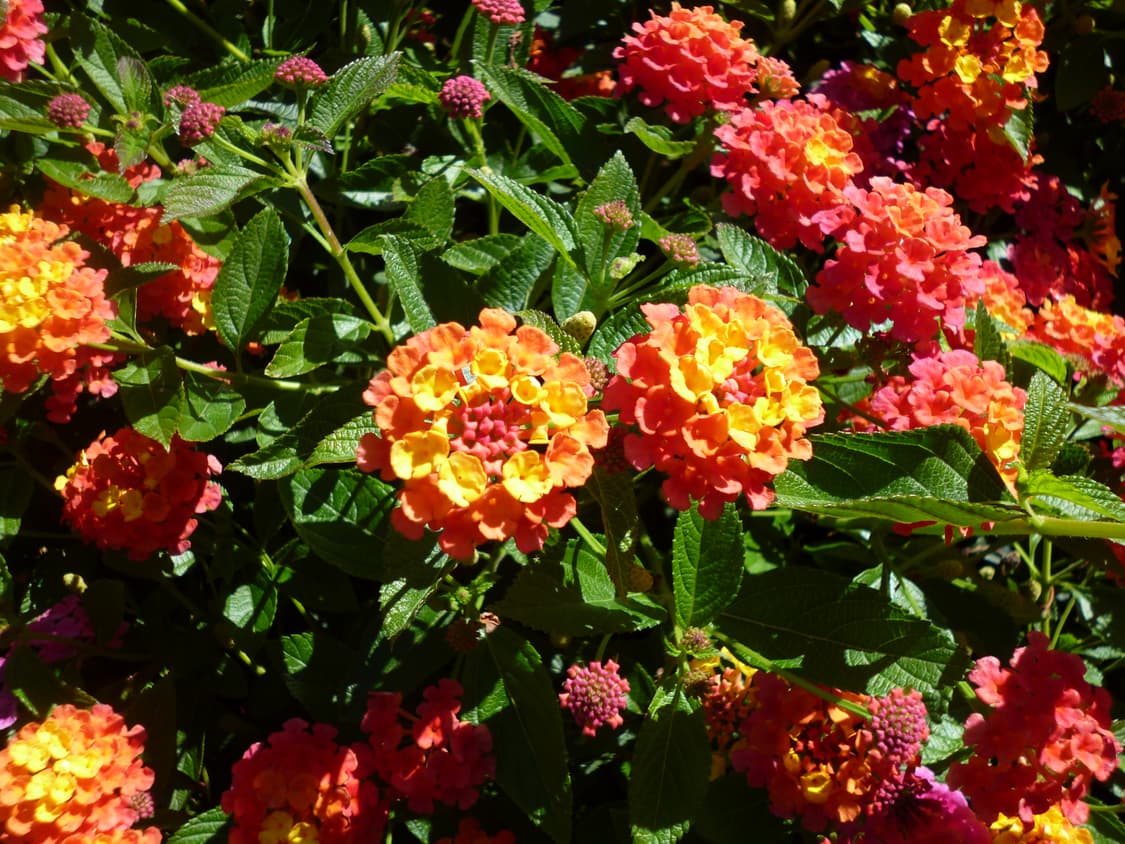 (준민트급) 파나소닉 루믹스 DMC-FH6 핑크 디카 상품이미지9