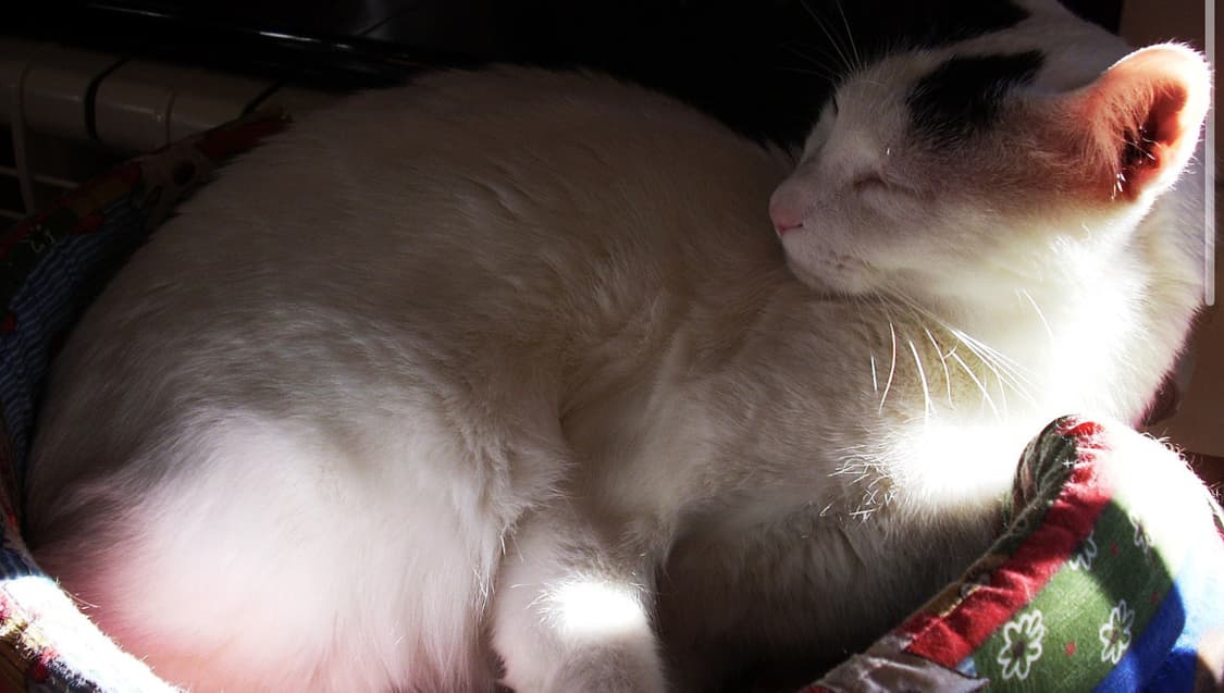 (풀박!)Nikon Coolpix L11디카 상품이미지4