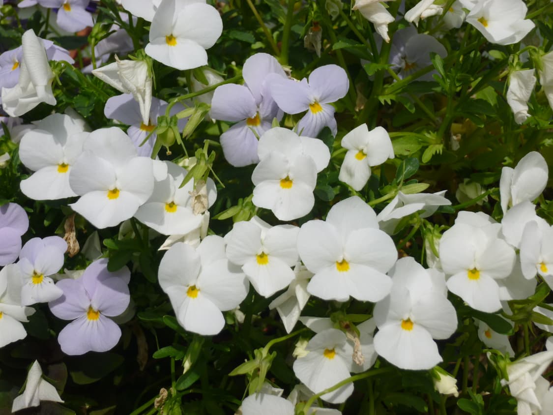 상태좋음🧚 파나소닉 DMC-SZ3 빈티지 디카 화이트 작례⭕️ 박스포함 상품이미지7