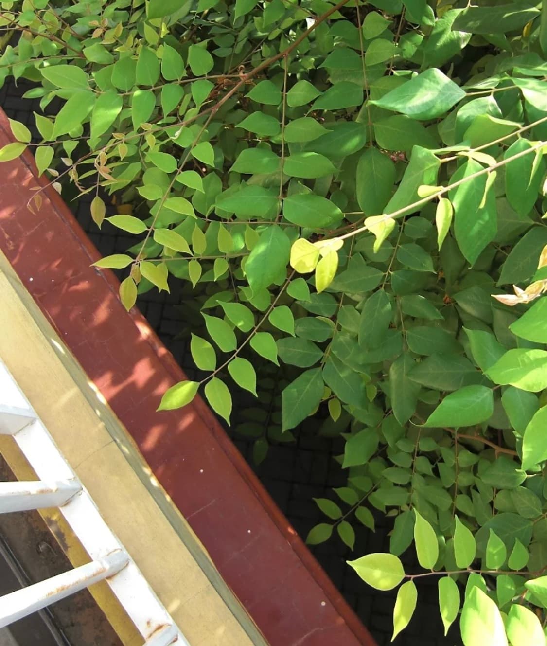 Casio Ex-Z100 희귀 블루색상💙 (작례0) 상품이미지5