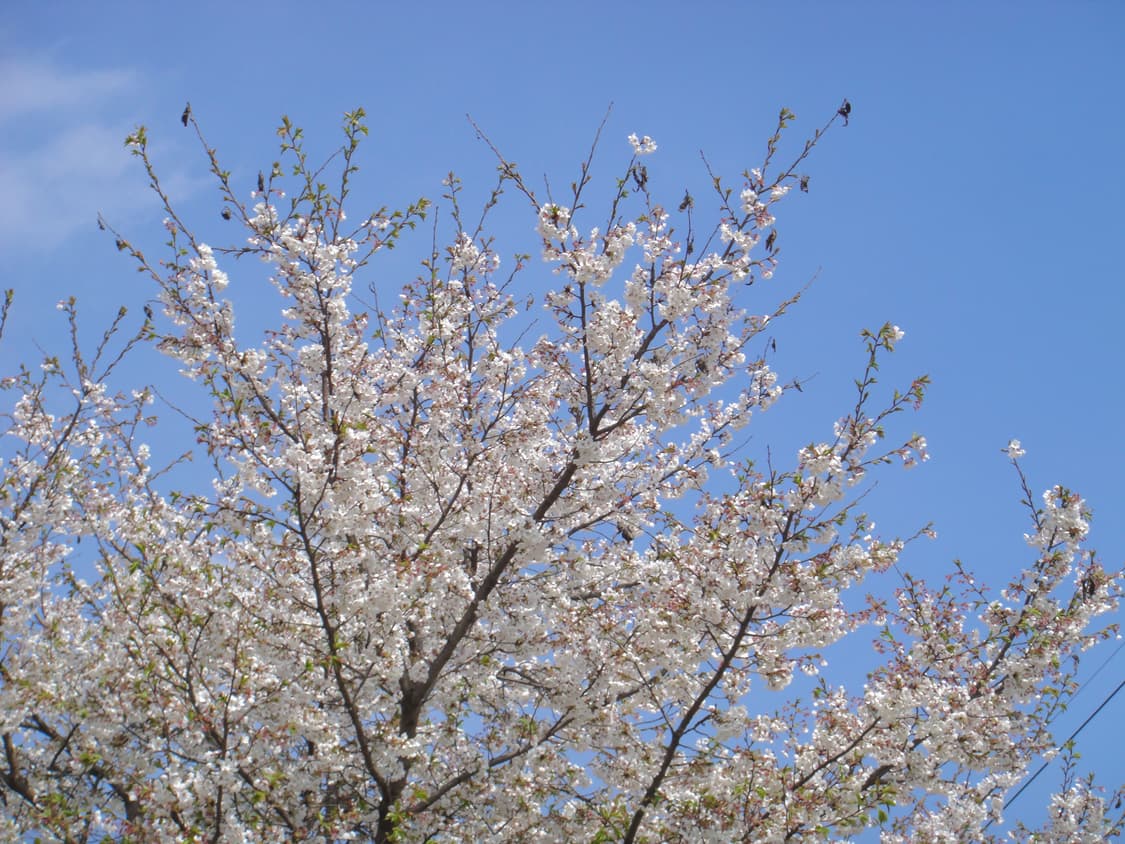 소니 사이버샷 DSC-T90 [작례⭕️, 입문디카 추천] 상품이미지2