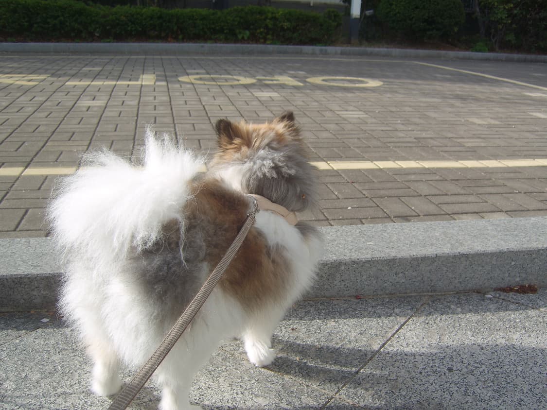 희귀/작례O) 삼성 케녹스 D60 KENOX 디지털 카메라 디카 상품이미지2