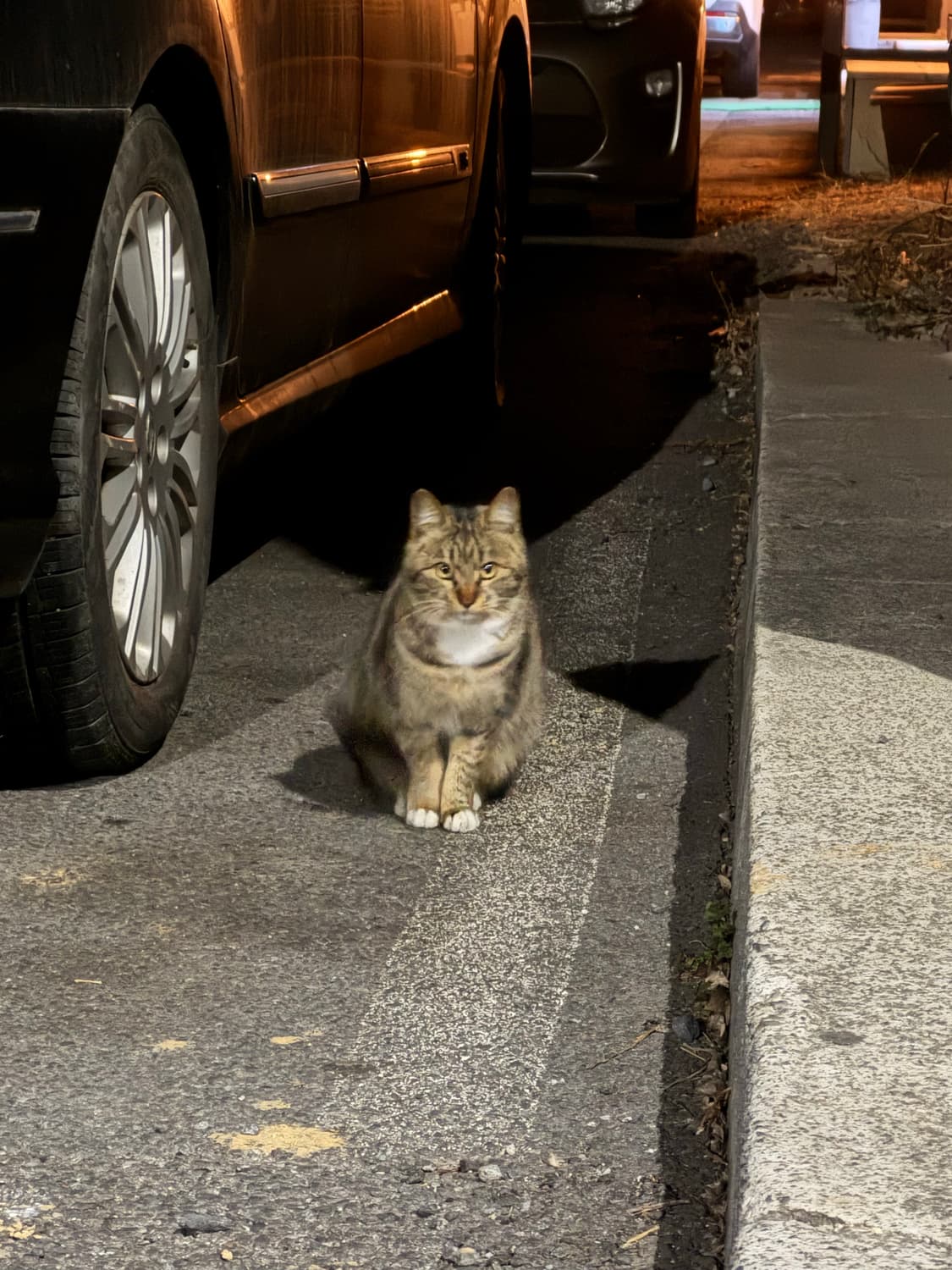 핼무트랭 상품이미지1