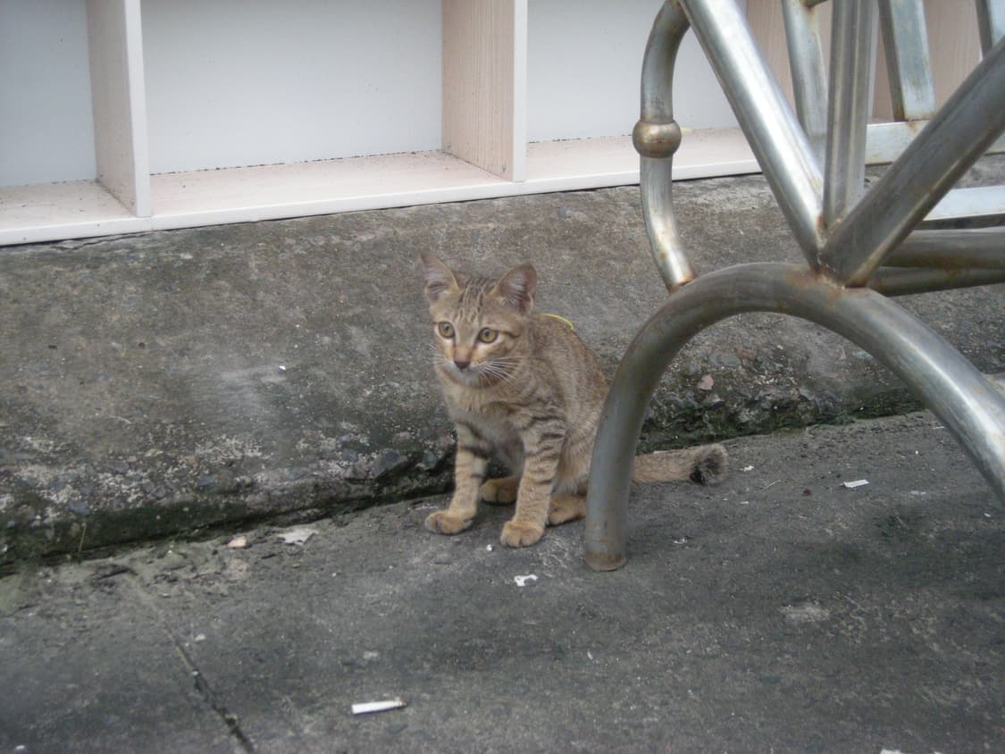 니콘 쿨픽스 s510 (Nikon coolpix s510) 상품이미지6