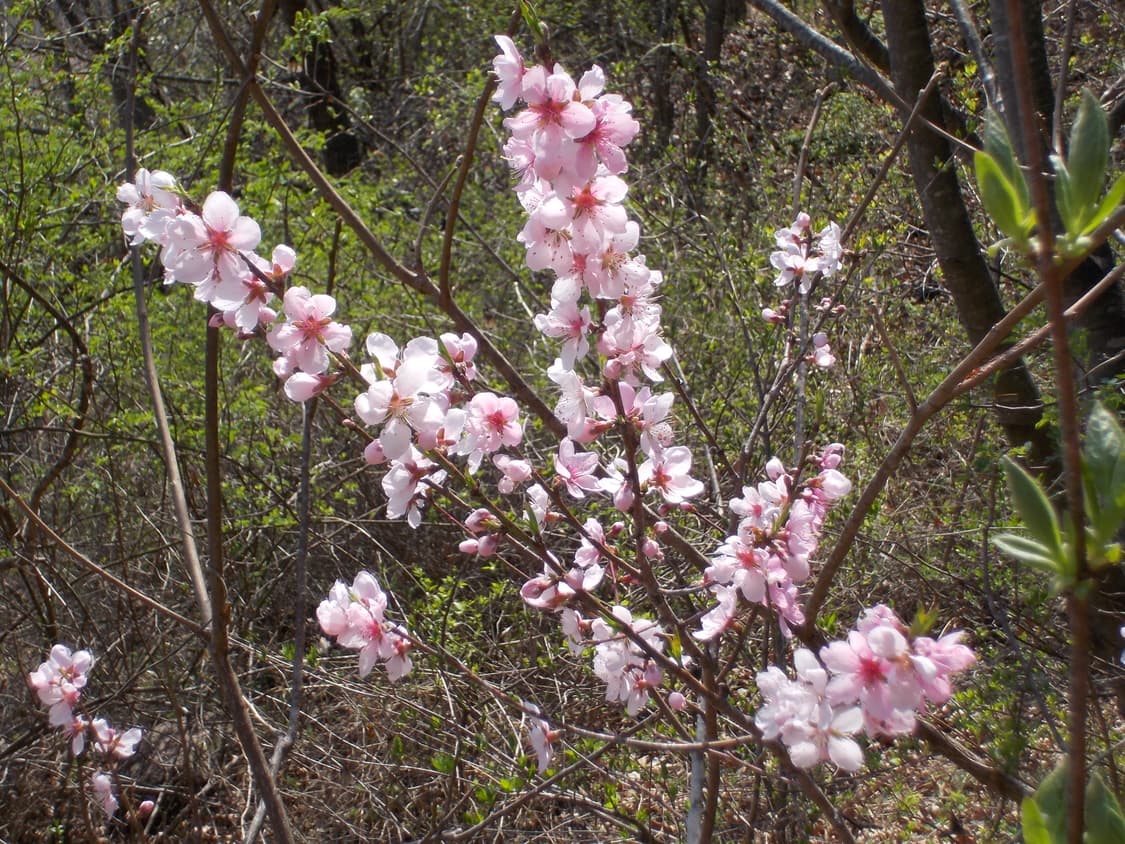 미품) 니콘 쿨픽스 s01 상품이미지8