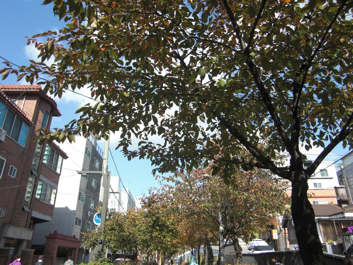 (작례o, 핑크) Casio 카시오 EX-Z100 빈티지카메라 상품이미지6