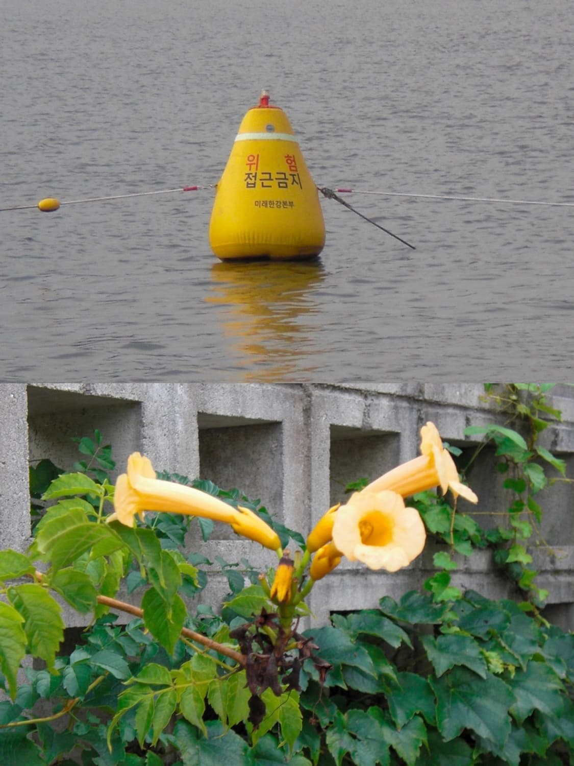 🌺카시오 엑슬림 EX-Z80 핫핑크🌺 빈티지 디카 상품이미지8