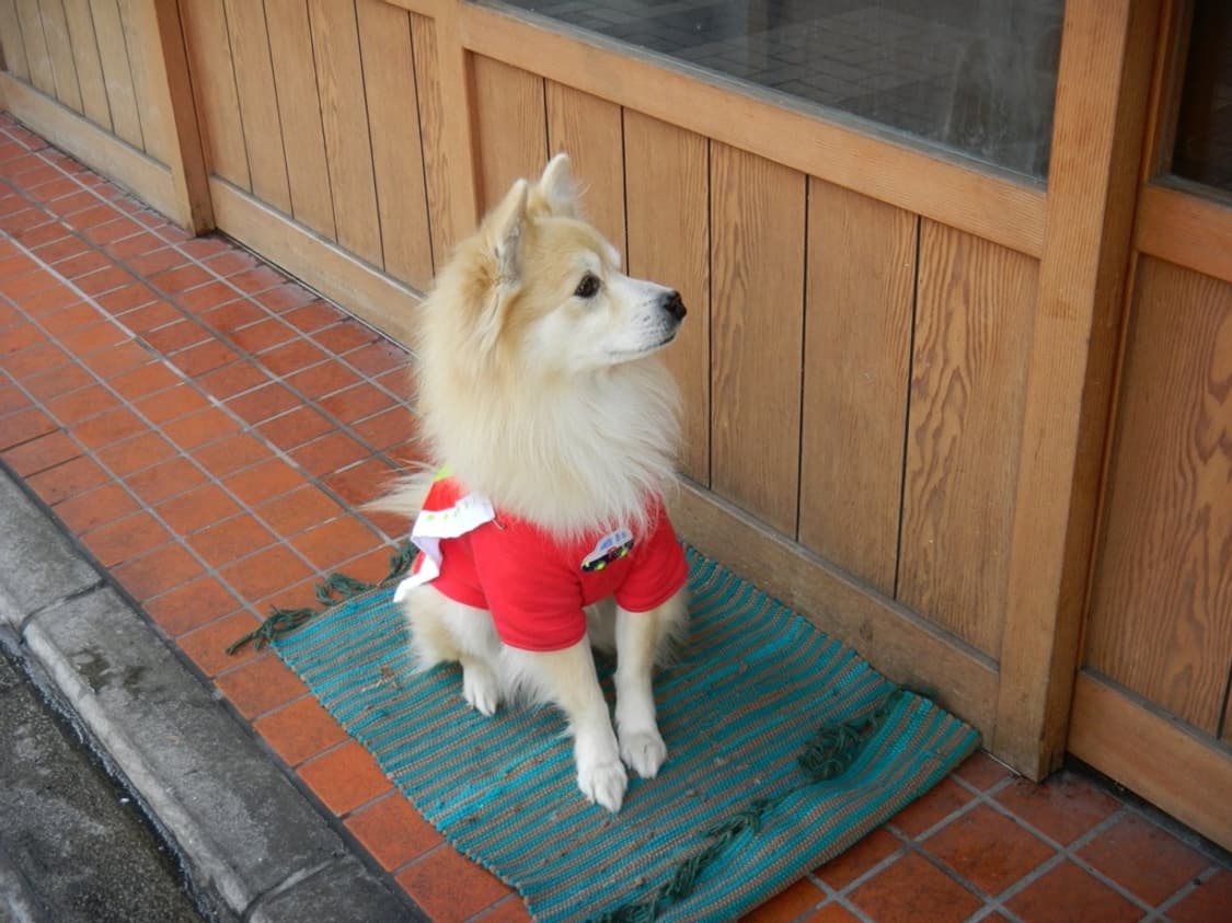 니콘 쿨픽스 Nikon COOLPIX S1200pj 핑크 상품이미지2