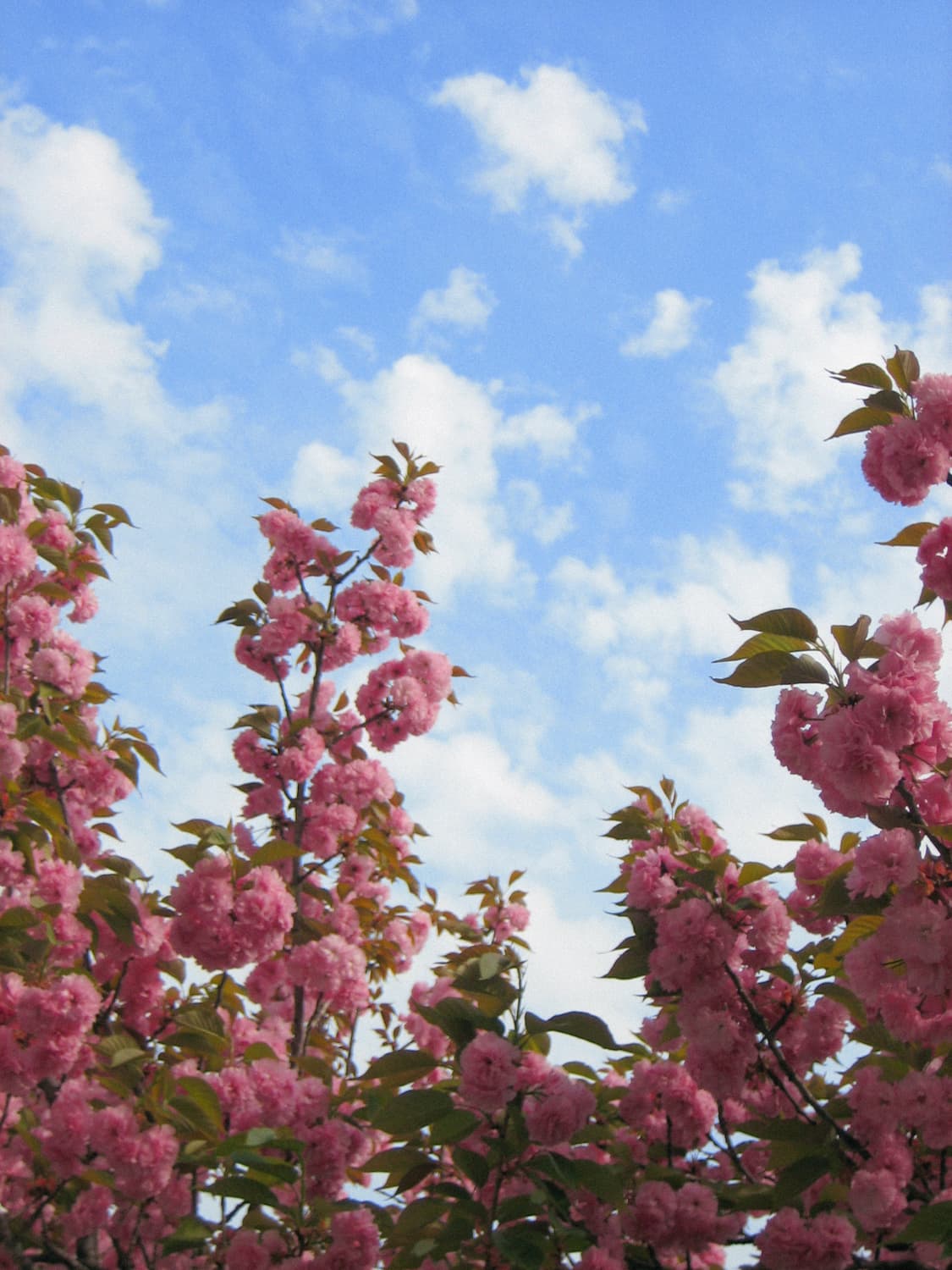 Canon IXY DIGITAL 60 / IXUS 55 상품이미지7