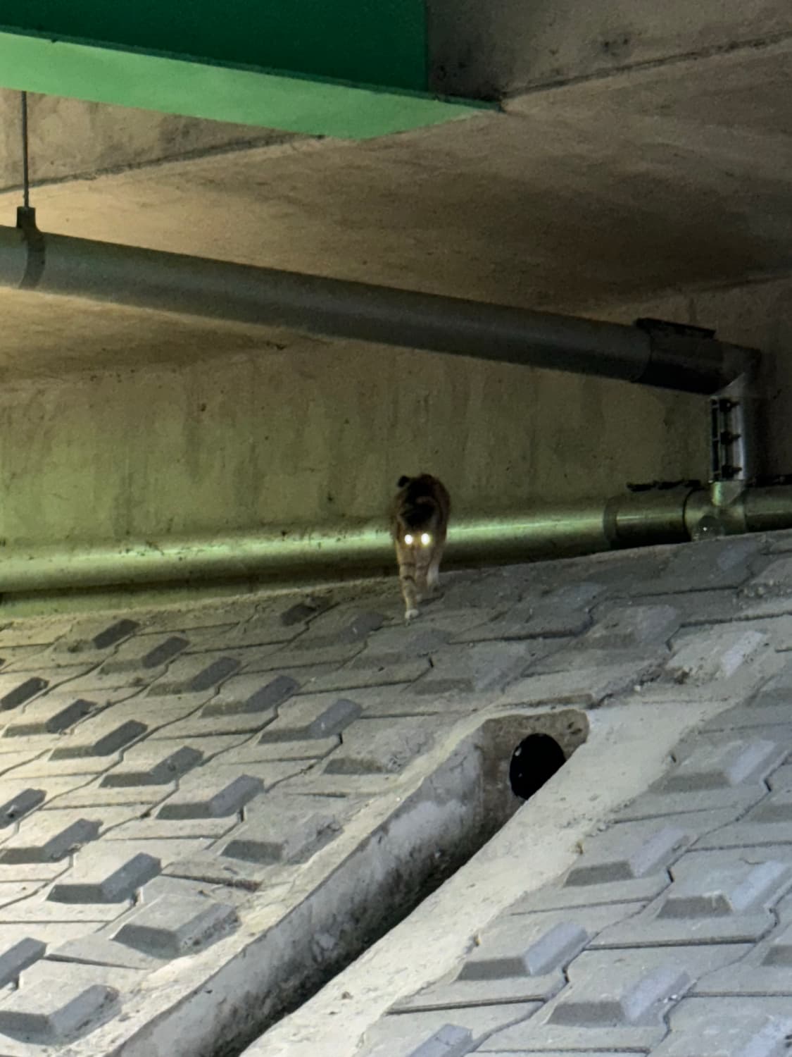 엑슬림 결제창 상품이미지1