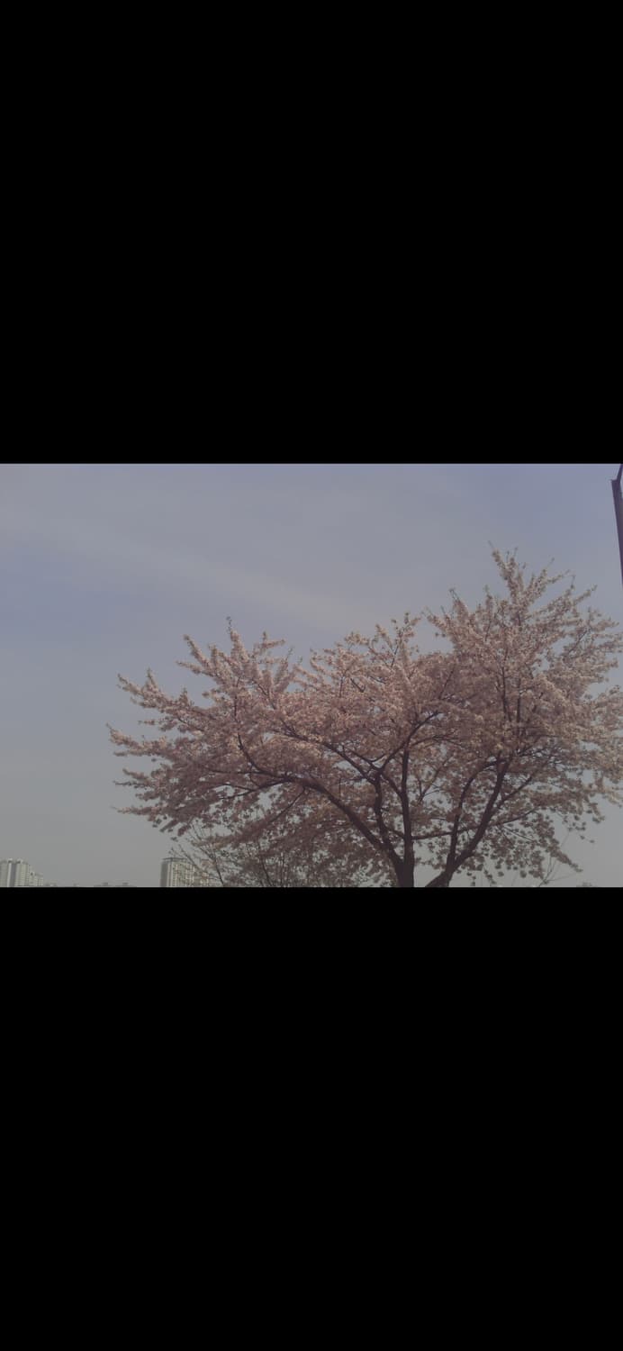 디지털카메라 디카 빈티지 캠코더 그린하우스 GAUDI 5.1 / 작례있음 상품이미지8