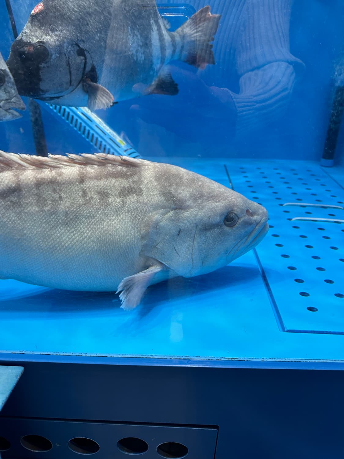 결제창 상품이미지1