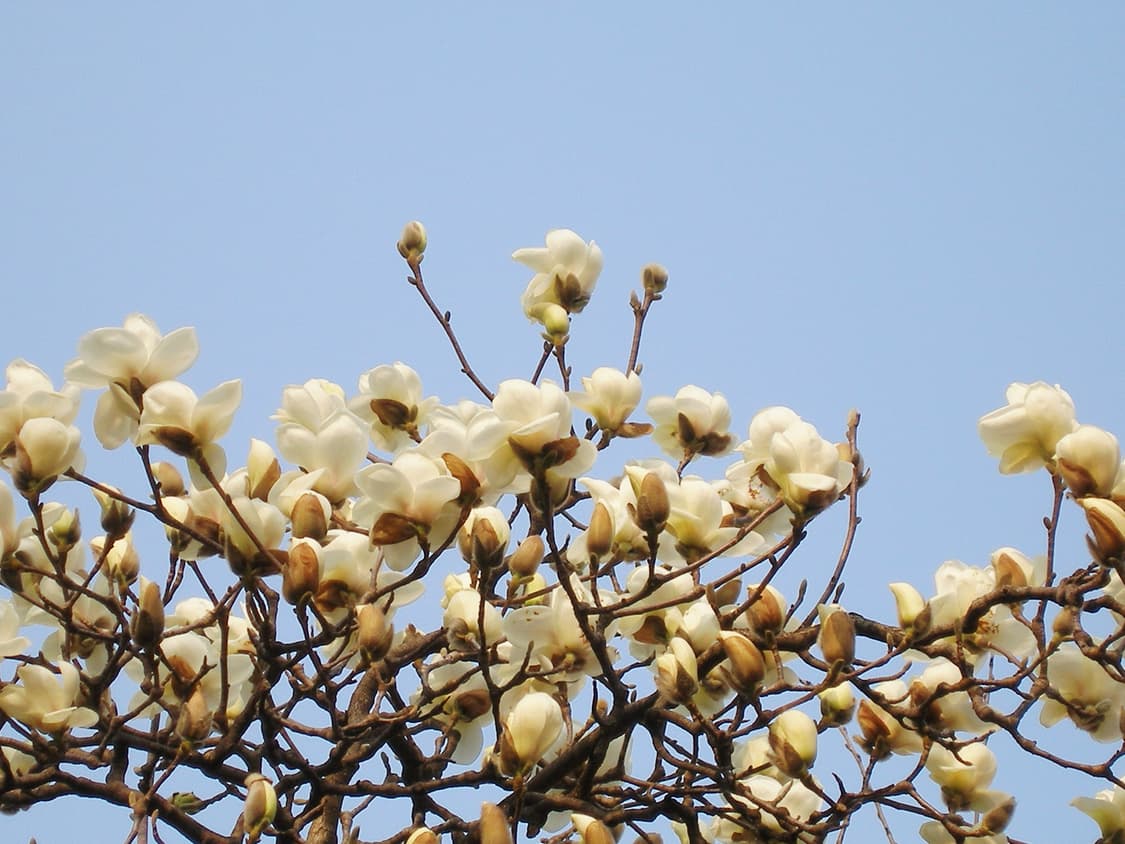 [작례O] 올림푸스 SP-320 빈티지 디카 상품이미지10