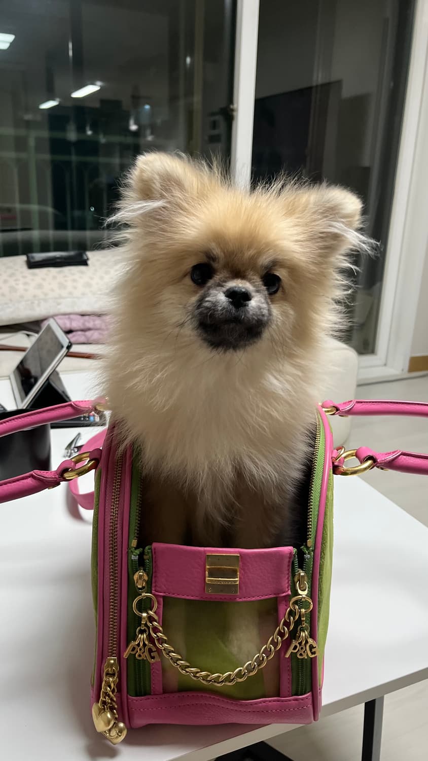 초레어! 쥬시꾸뛰르 가나디 이동가방 상품이미지2