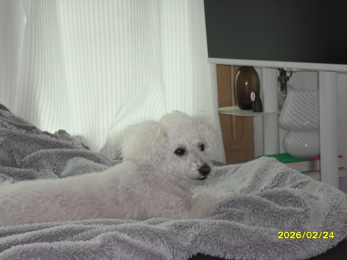 삼성 TL110 빈티지 디지털카메라 상품이미지9