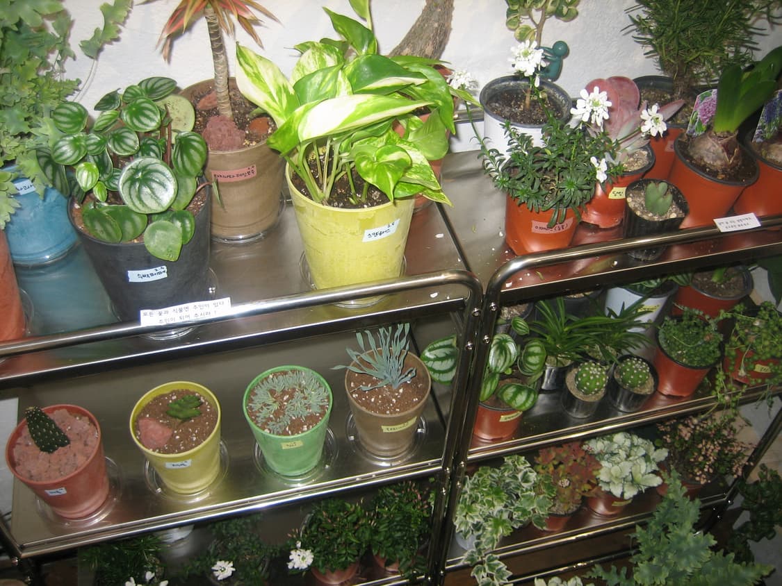 캐논 익시 60 디지털 카메라/디카 (작례포함) 상품이미지5