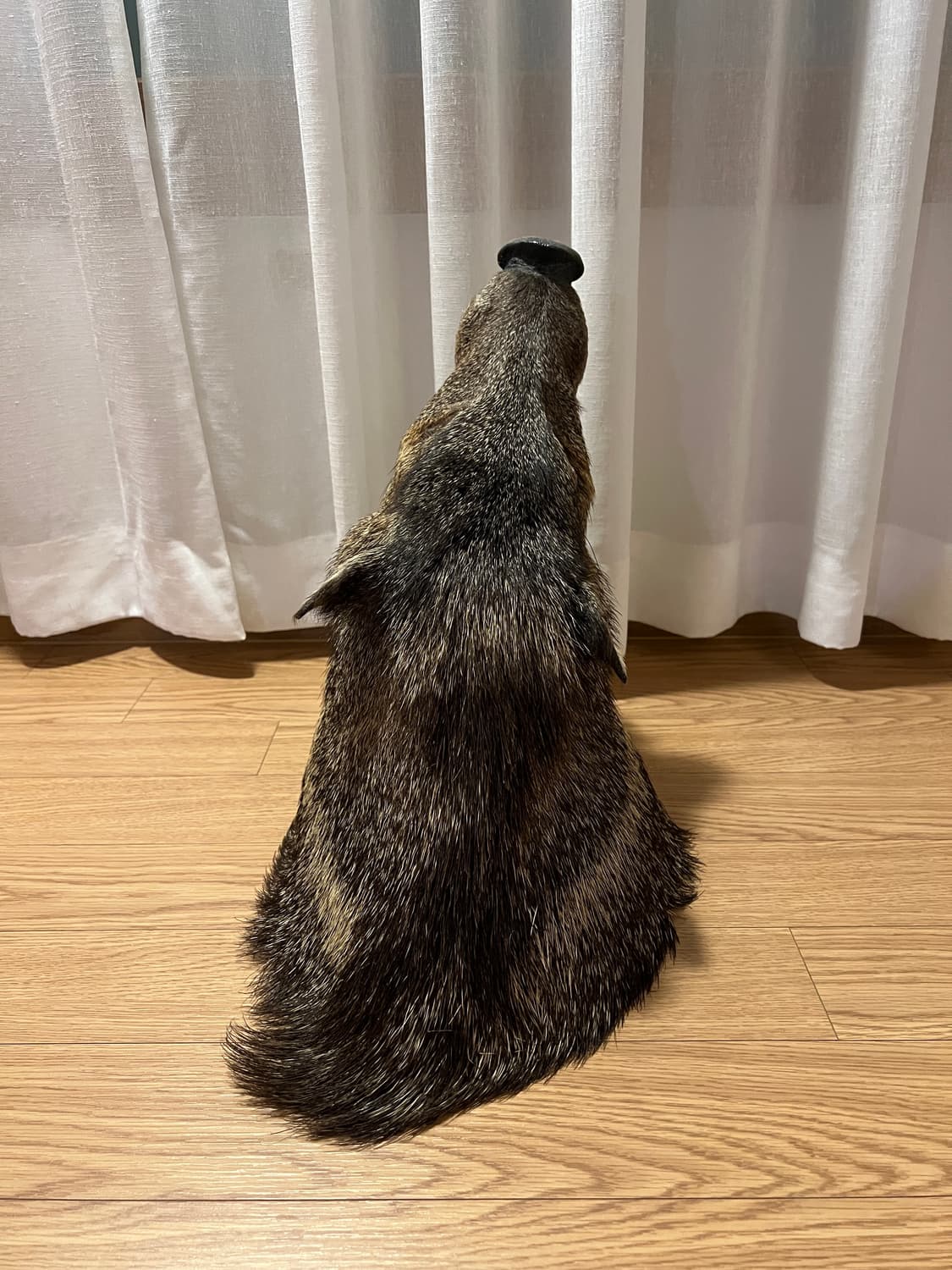 Javelina 숄더마운트 박제 헌팅트로피 상품이미지2