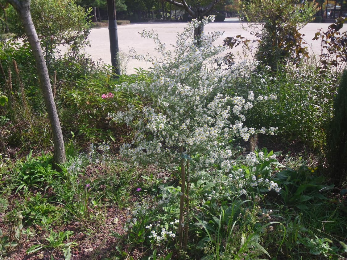 삼성 vluu pl200 디카 (빈티지 카메라) 상품이미지7