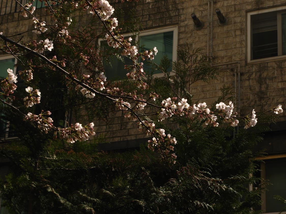 [작례] 캐논 파워샷 A710 IS / 디카 상품이미지6