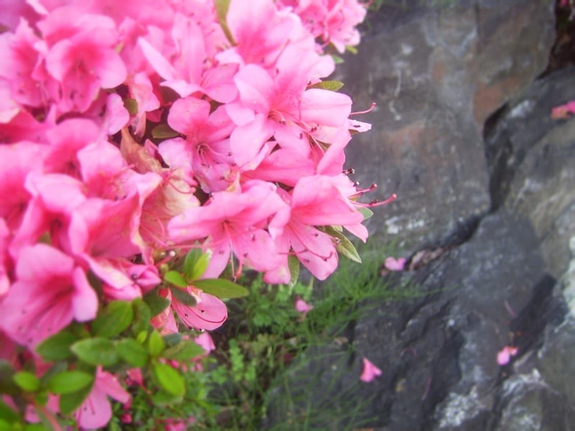 삼성 케녹스 Samsung Kenox V10 레드 상품이미지3