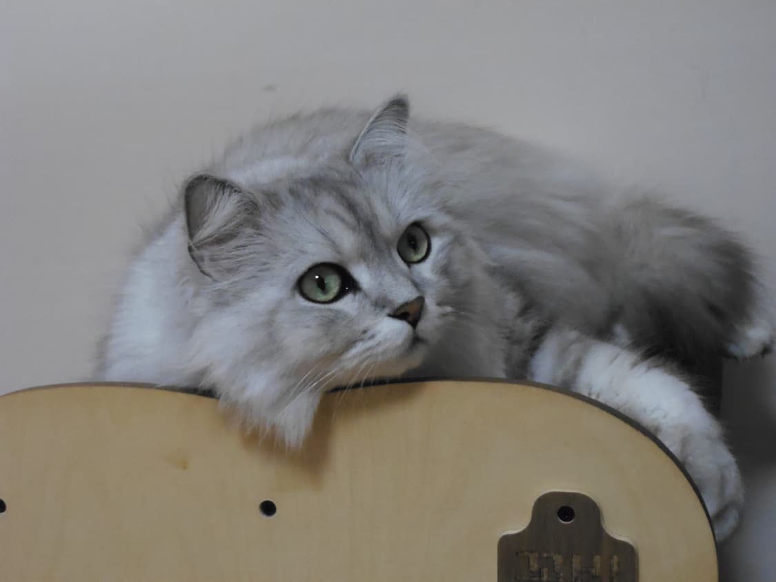 올림푸스 VR-330 디카//작례O 상품이미지8