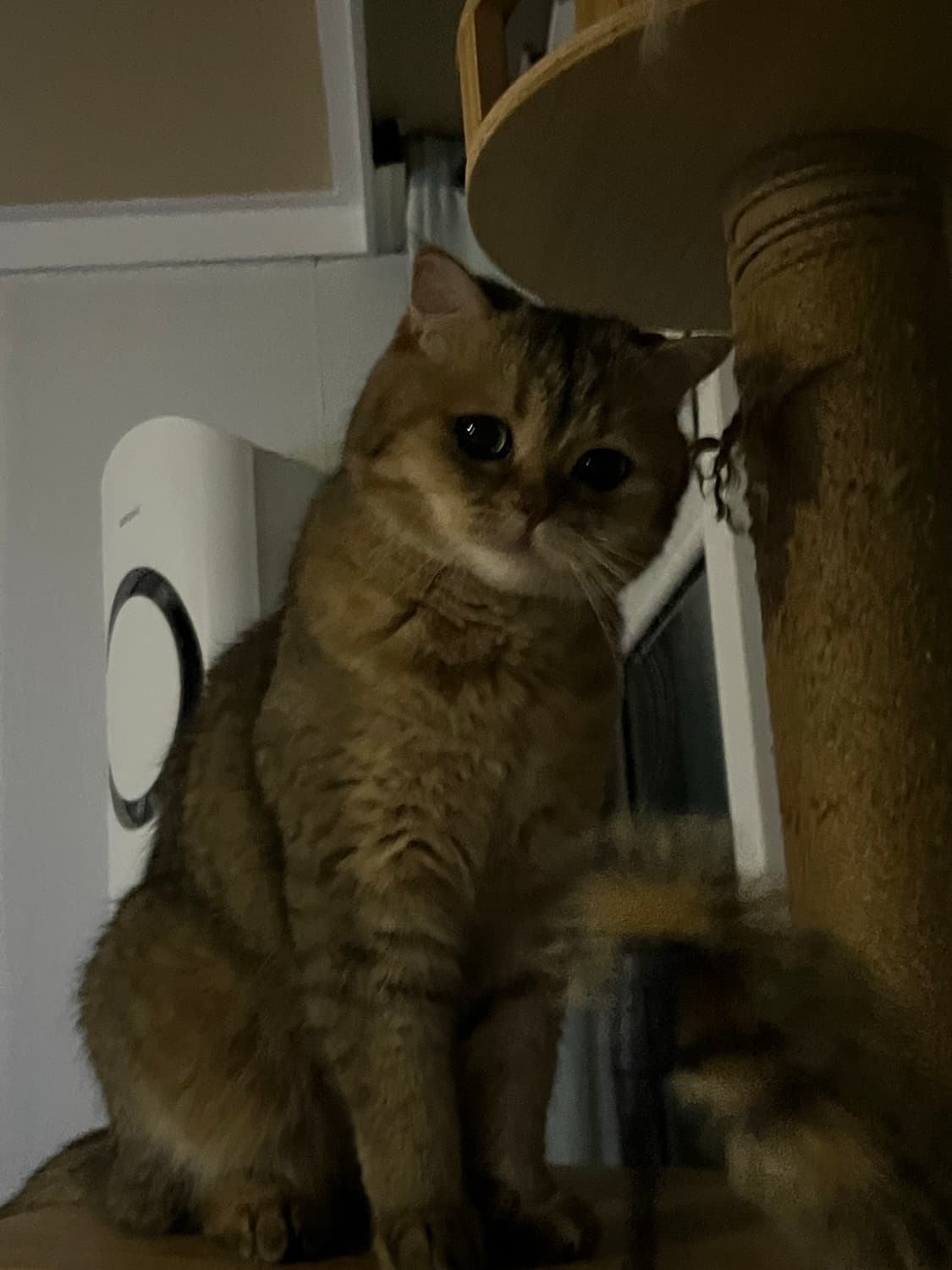 고양이 상품이미지2