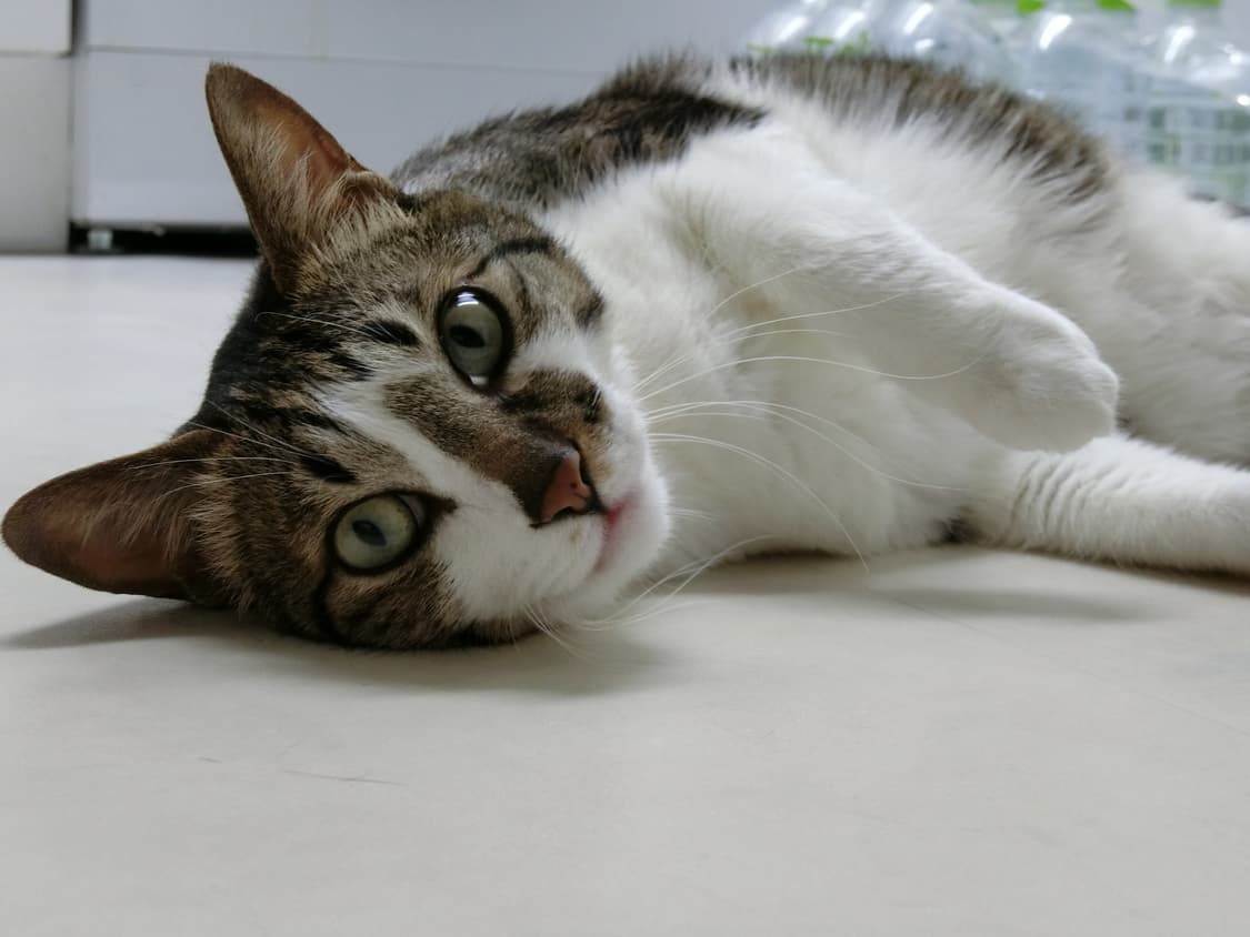 작례 포함)카시오 casio exilim zr4000 빈티지 카메라 상품이미지8