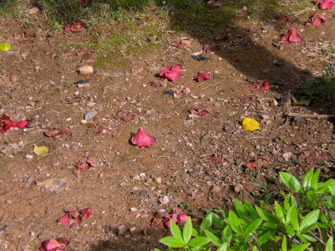 정크_ 카시오 Casio exilim Z77 상품이미지9