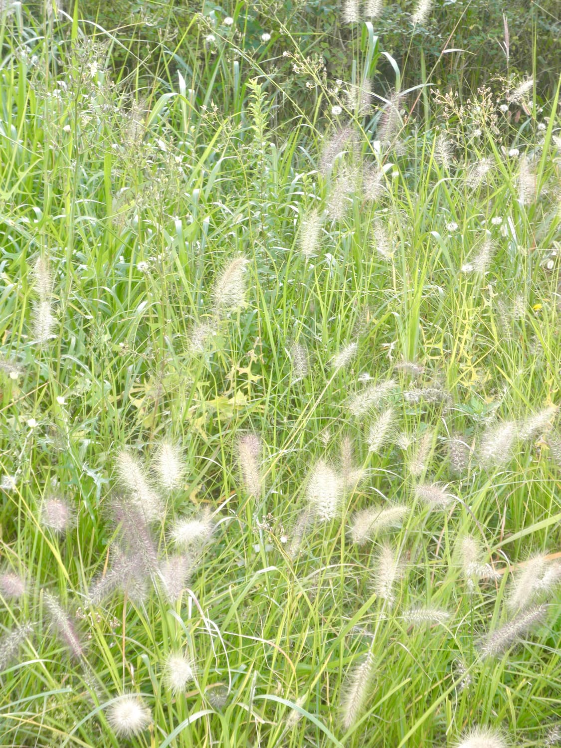 소프트포커스&초희귀!) Olympus VH-410 디카 카메라 상품이미지5