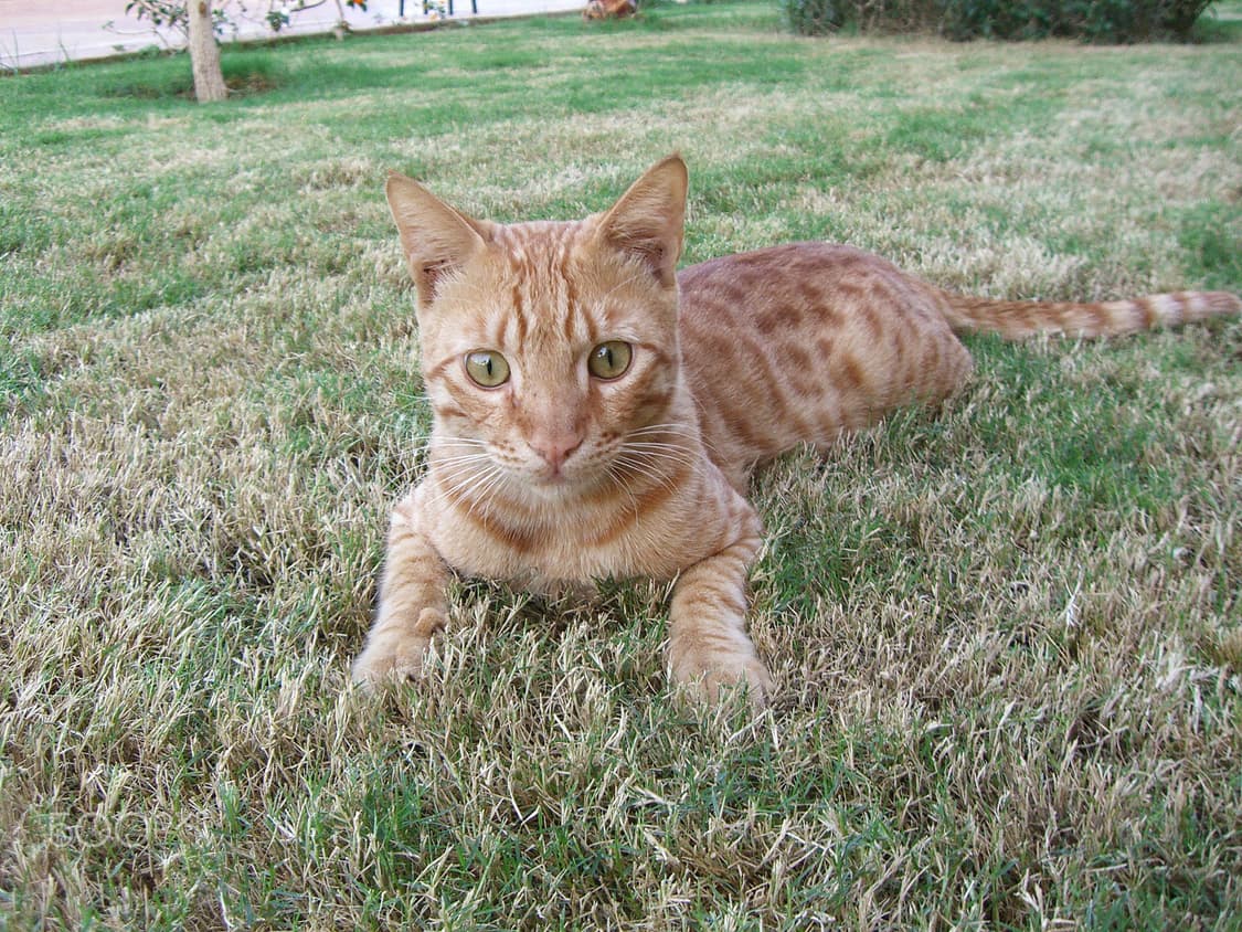 카시오 엑슬림 EX-S500 빈티지 디카 판매합니다 상품이미지9