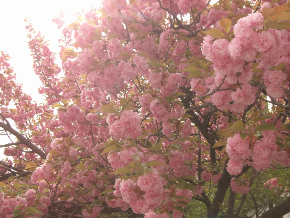 [주인장 픽,,✨️]CASIO EXILIM EX-Z700 상품이미지9