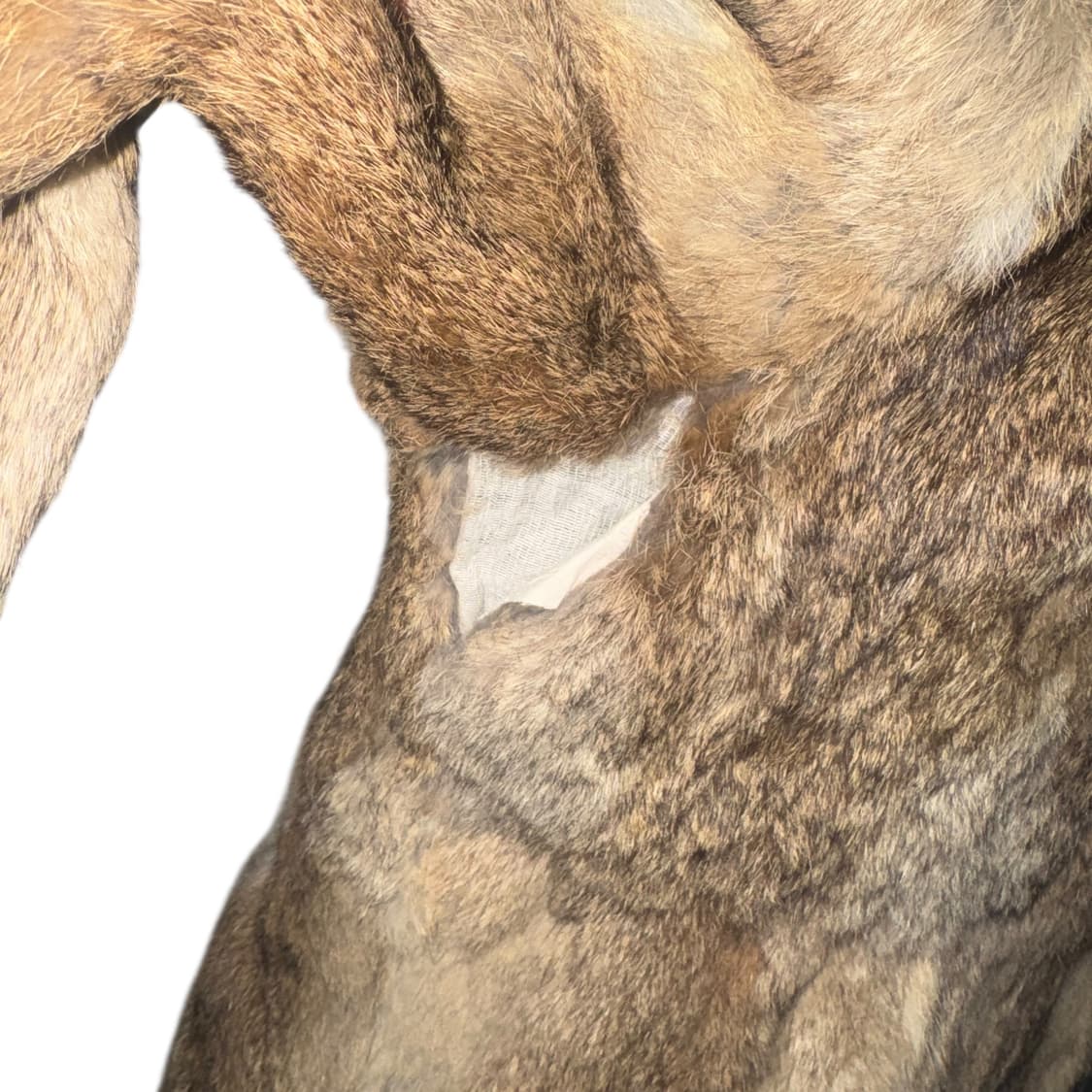 Cecil McBee Rabbit Fur Middle Jacket 상품이미지7