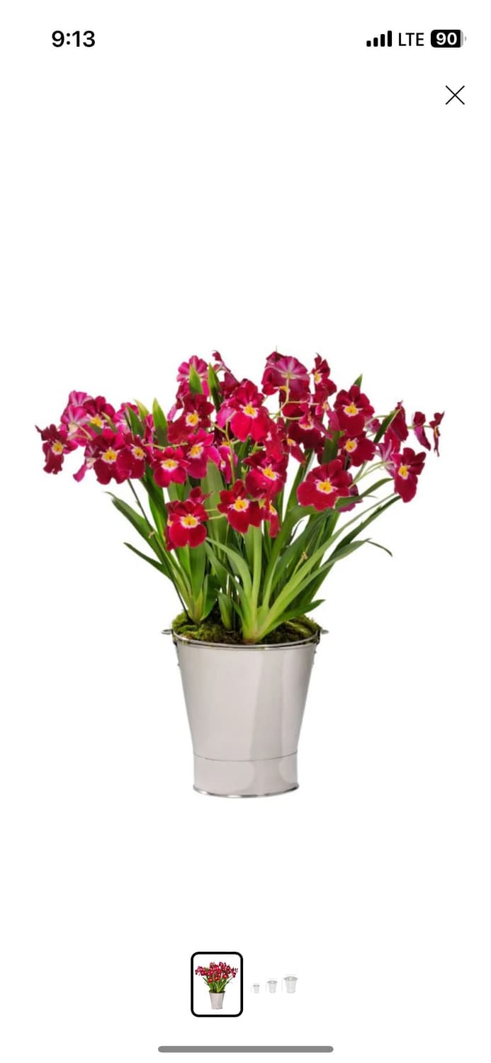 (새상품)Perigot 버킷계의 롤스로이스 상품이미지1