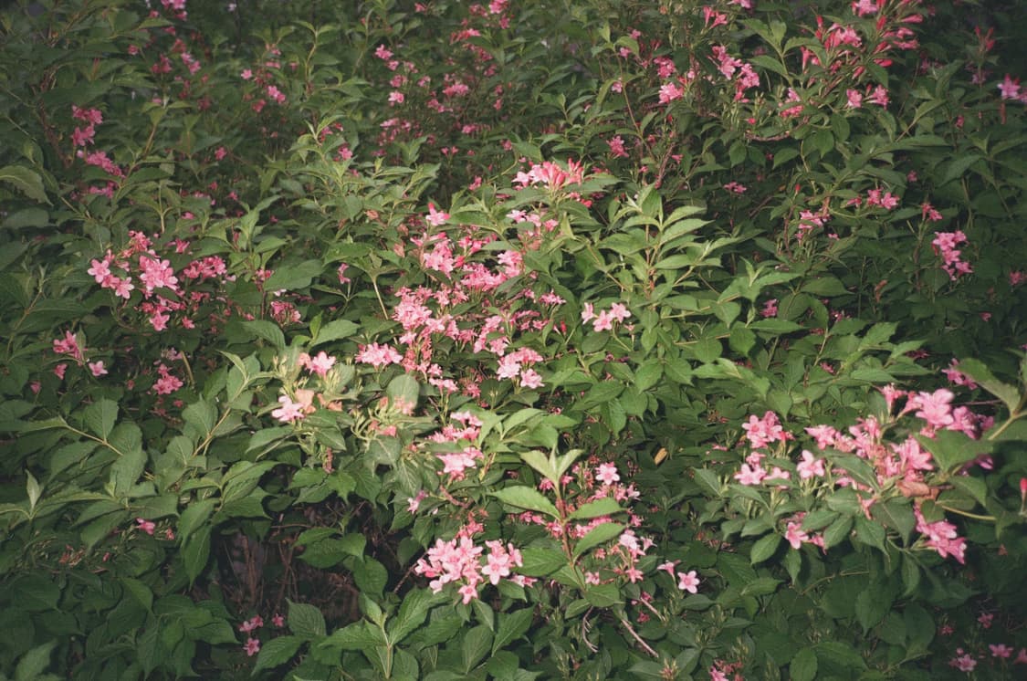 라이카 미니3 데이터백 상품이미지6