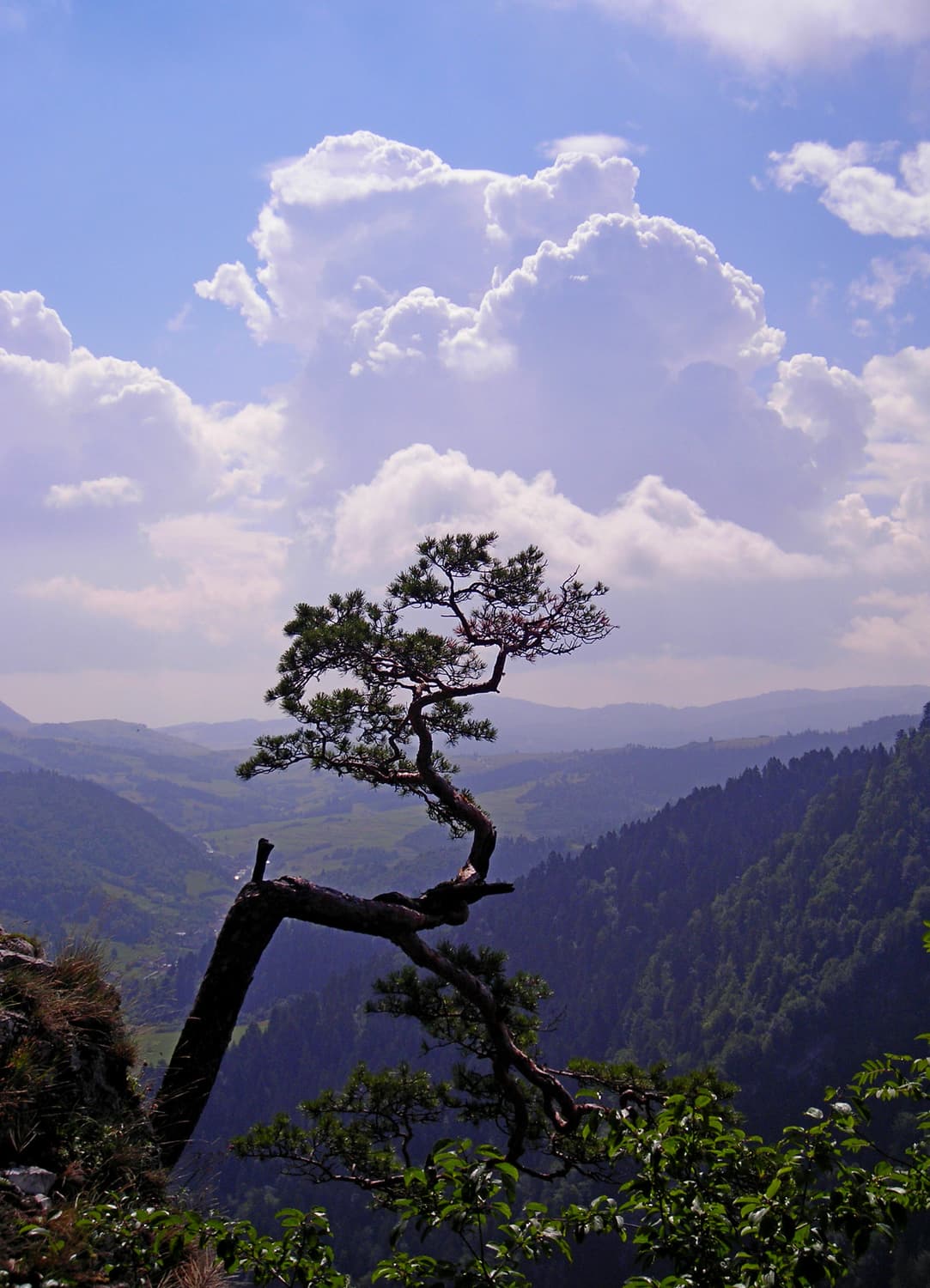작례O 필름 감성 니콘 쿨픽스 l2 초소형 디카 디지털카메라 빈티지 상품이미지4