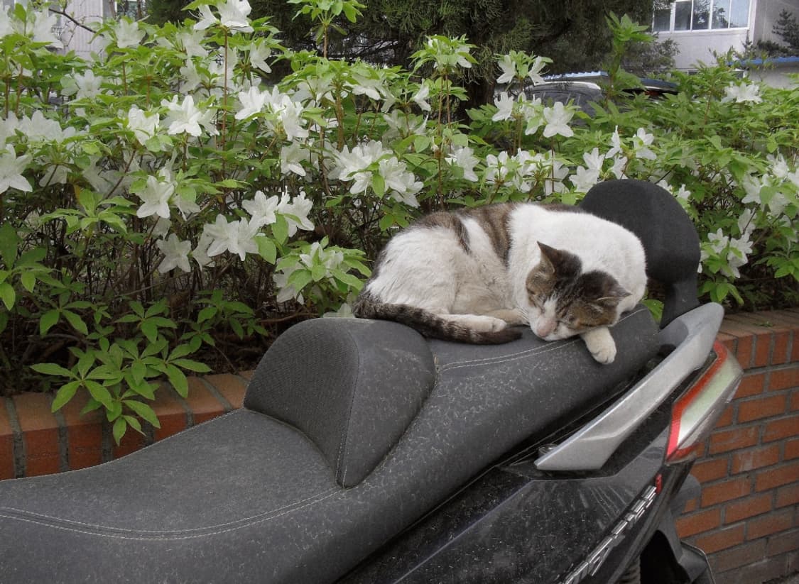 삼성 ES55 디지털카메라 상품이미지10