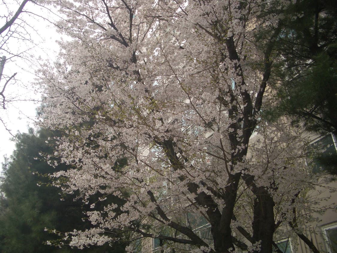 (작례!🌸)Pentax Optio S4i 상품이미지5