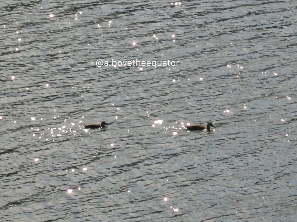 조이 디카! 캐논 익서스200is 익시930is 빈티지 디지털 카메라 상품이미지9