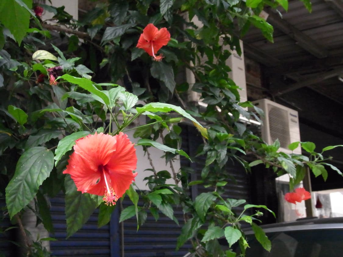 Richo CX2 빈티지 카메라 상품이미지8