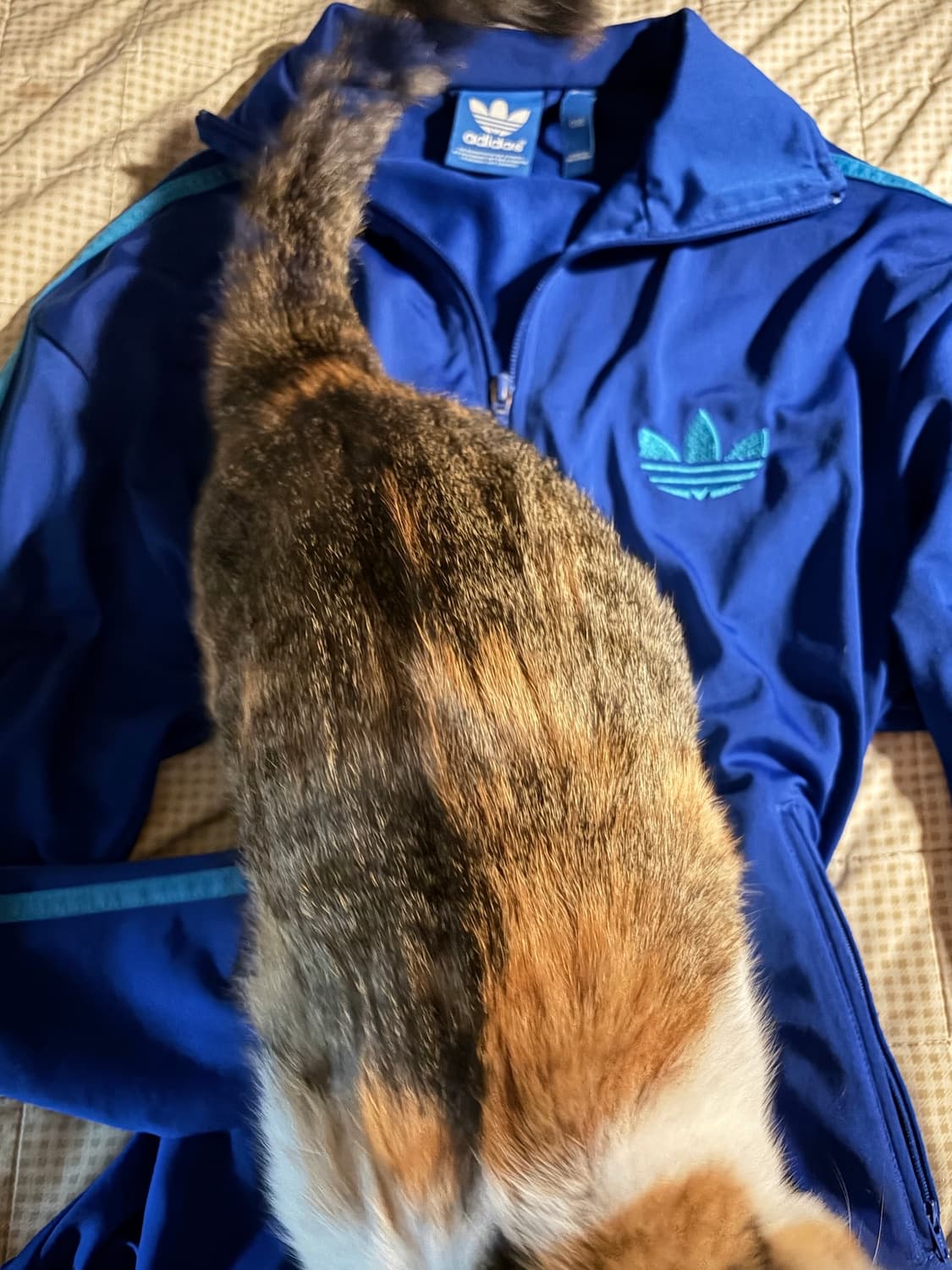 고양이도 선택한 아디다스 파민 져지 상품이미지1