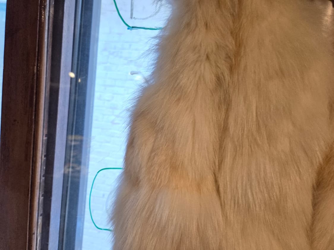 사가 폭스 베스트 상품이미지4