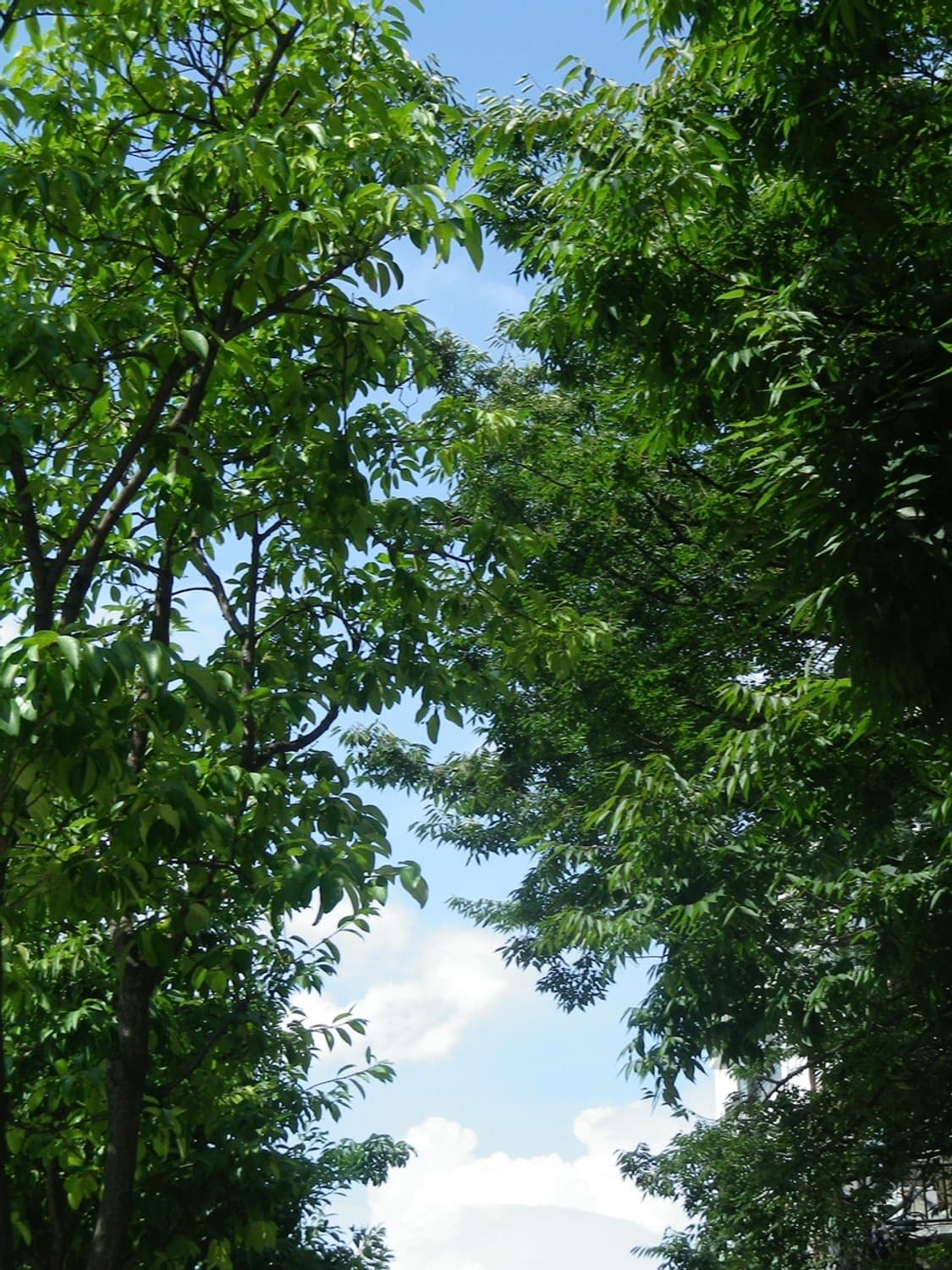 Pentax RZ10 풀박 희귀 색상디카 귀여운 빈티지 카메라 작례O 상품이미지7
