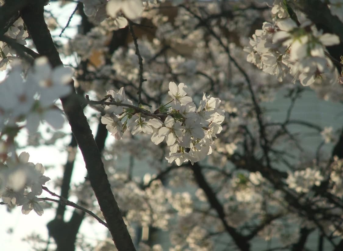 A급) 후지필름 파인픽스 F70 FINEPIX F70 빈티지 디카 상품이미지3