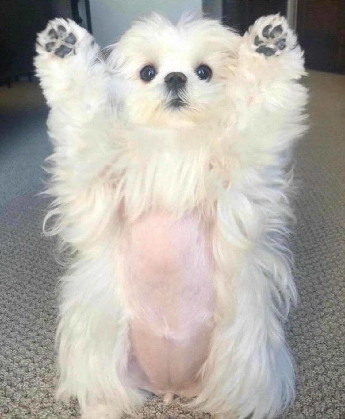 aeham2님 결제창 상품이미지1