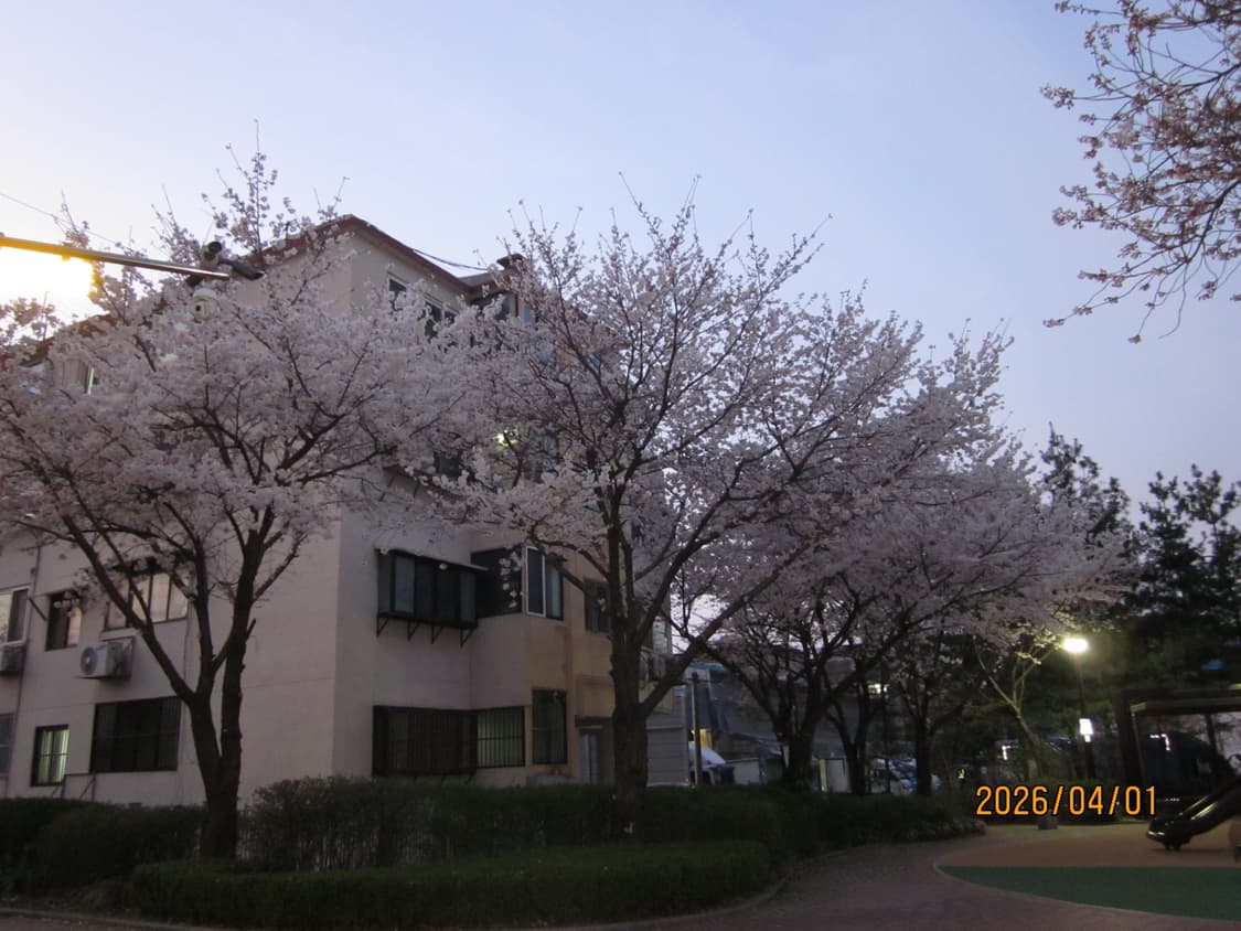 캐논 익서스105 ixy200F 작례 O 상품이미지9