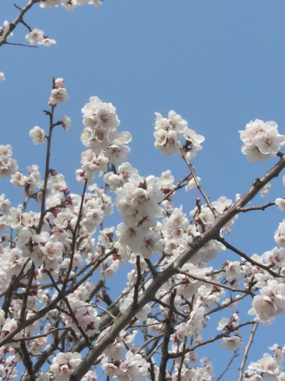 캐논 PowerShot SX230 HS (벚꽃 작례 O) 상품이미지3