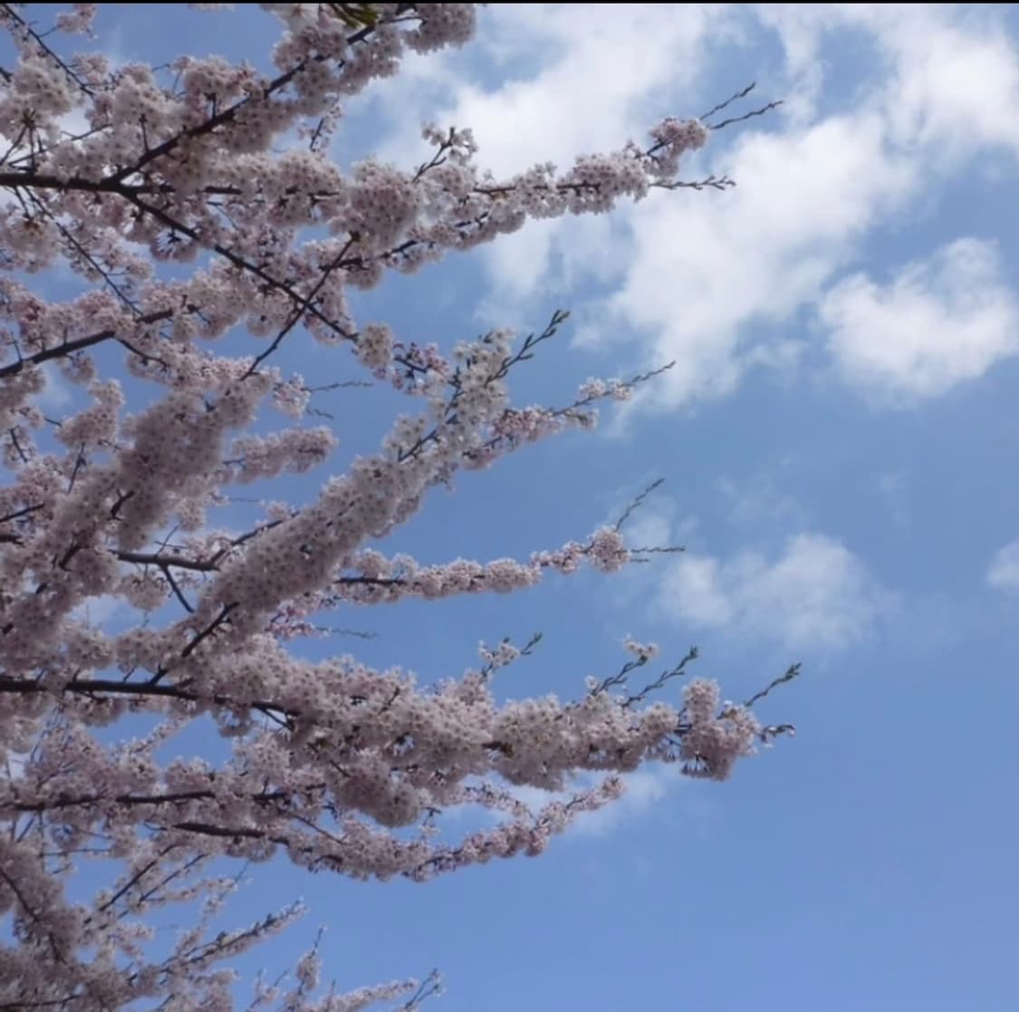 Panasonic Lumix FX60 상품이미지6