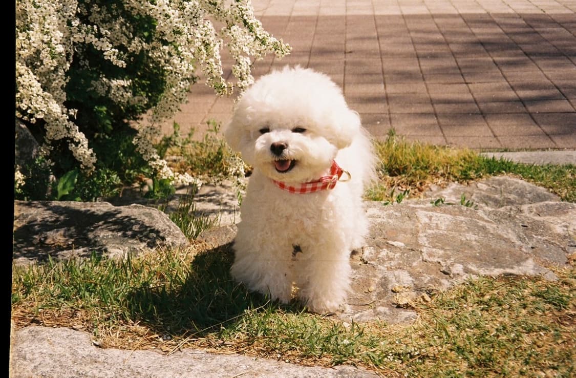 삼성캐녹스 엘리트 200 필름카메라 상품이미지8