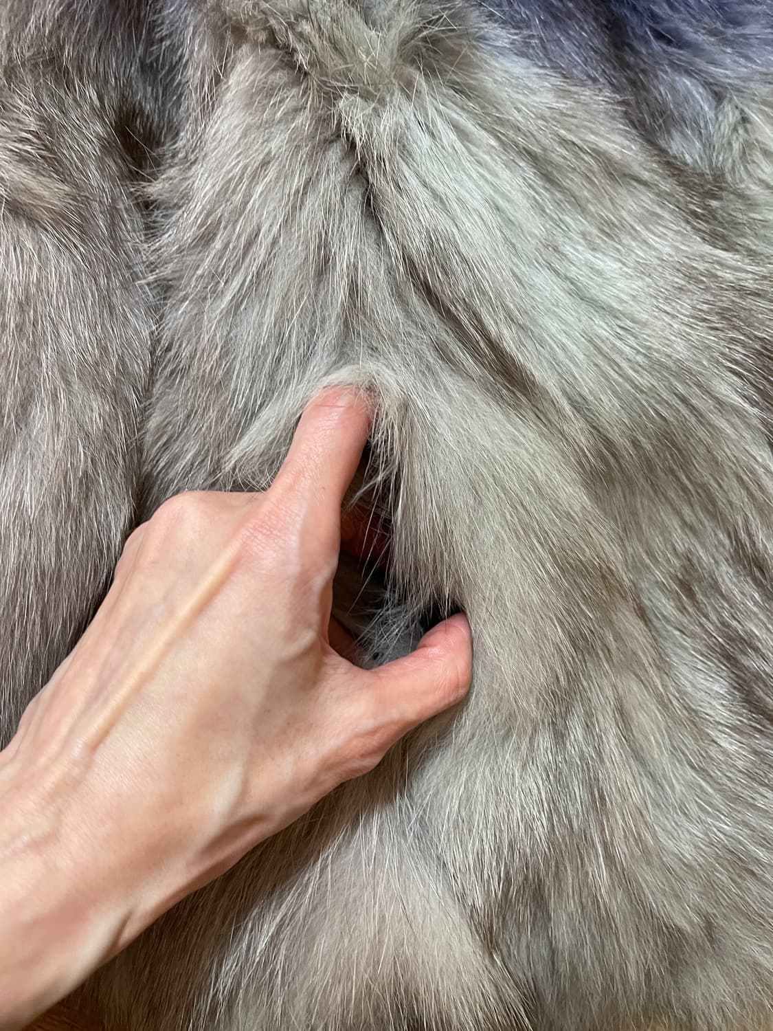 그라데이션 리얼 라쿤 퍼 자켓 M사이즈 상품이미지7